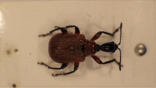 Apoderus coryli
